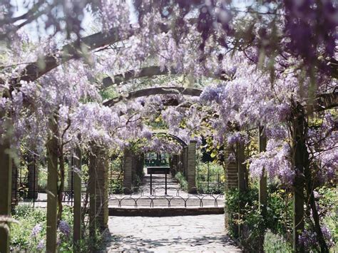 15 Best Places To See Wisteria In The Uk