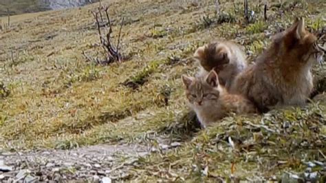 Chinese mountain cat is a type of mammal that belongs to the family of cats. The first Chinese mountain cats captured on camera - YouTube