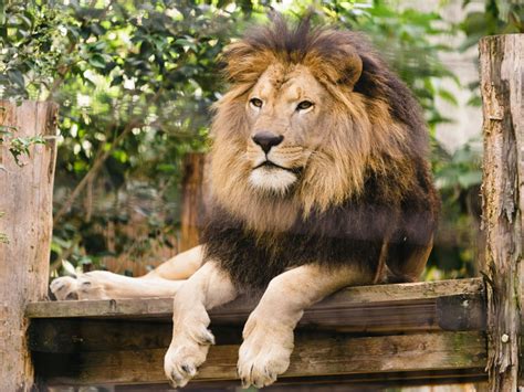 動(どう)物(ぶつ)園(えん) • (dōbutsuen) (historical kana どうぶつゑん). ライオン | 大牟田市動物園 -Omuta city zoo-