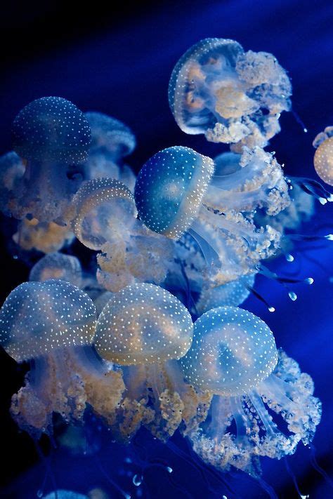 29 Jellyfish Ideas Jellyfish Sea Animals Sea Creatures