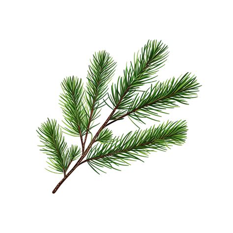 Pine Tree Branch Christmas Tree Illustration Pine Fir Isolated Png