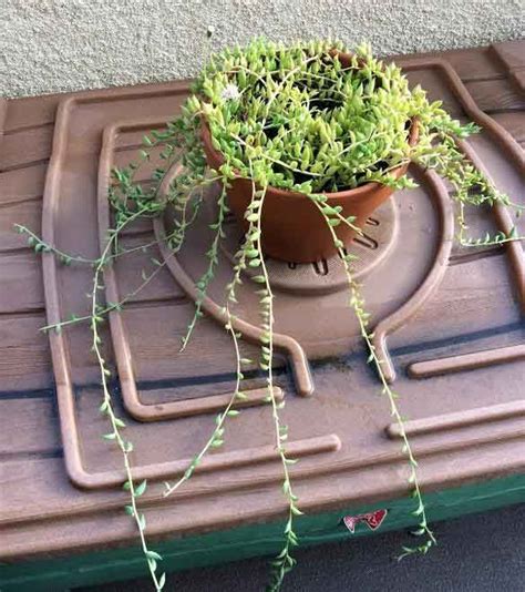 14 Cacti And Succulents That Hang Or Trail With Pictures Succulent Plant Care