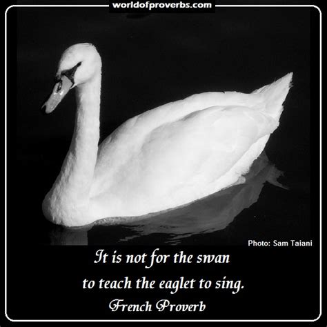 Quotes About Swan 137 Quotes