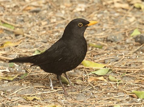 Common Blackbird Climatewatch Australia Citizen Science App