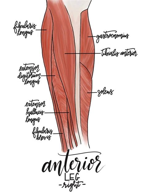Anatomy Leg Prints Set Of 4 Etsy