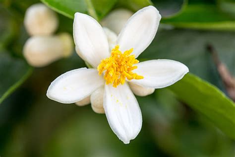 Royalty Free Orange Blossom Pictures Images And Stock Photos Istock
