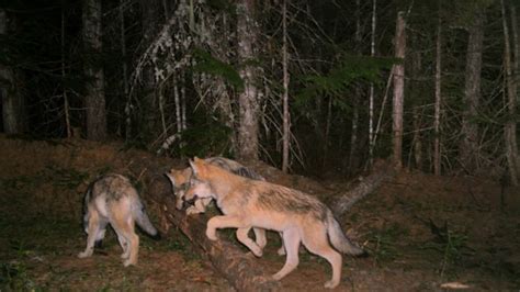 Wa State Stops Bloodshed After Massacring Profanity Peak Wolf Pack To