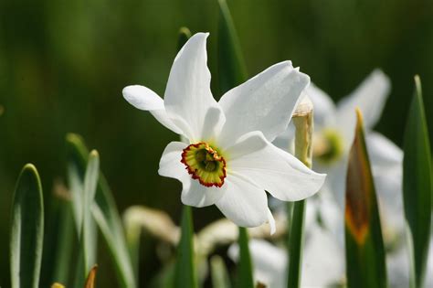 Narcissus Recurvus Bio Natural Bulbs Fr