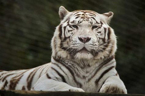 Where To Spot The Elusive White Tigers In India Times Of India Travel