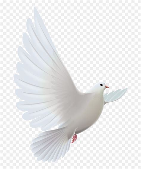 White Dove Png 10 Free Cliparts Download Images On Clipground 2024