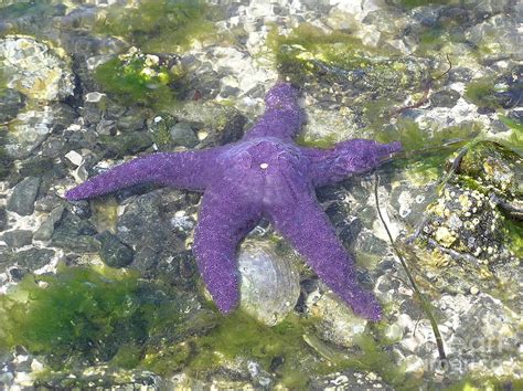 Purple Sea Star Photograph By Michael Gerard Mele Wagner
