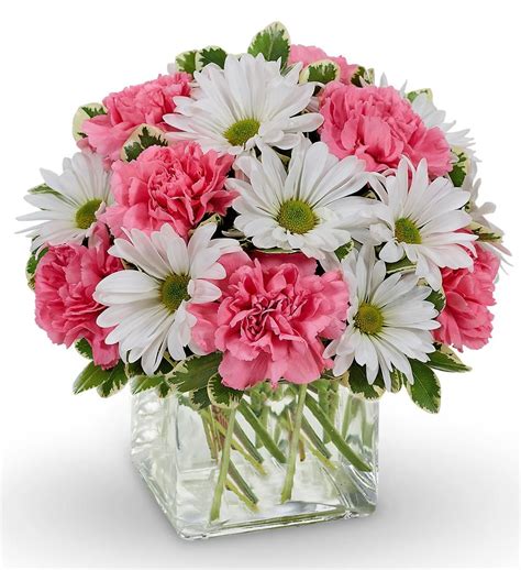 Latest Carnations And Daisies For You