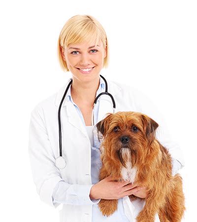 Welcome to pet vet express. Vet Care Express | Animal Ambulance | Emergency and non ...