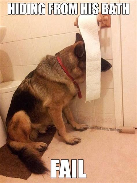 The good news is that german pronunciation isn't as hard as it seems. Top 8 Funny German Shepherd Memes That Broke The Internet!