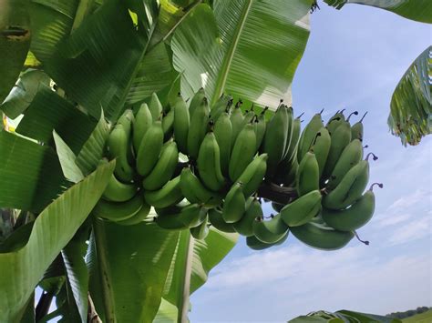 Bibit pisang bangkawulu / janten / ketip / lilin / ketan / uli / lilit