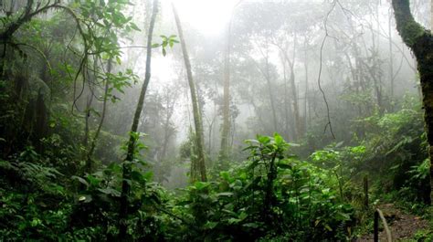 11 Largest Rainforests In The World Amazing Places Guide
