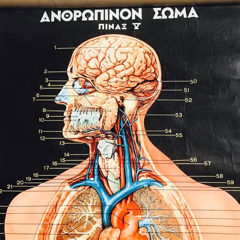 Greek Anatomy Wall Chart Sold