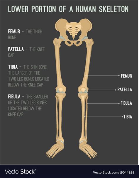 The humerus is the (upper) arm bone. Human leg bones Royalty Free Vector Image - VectorStock