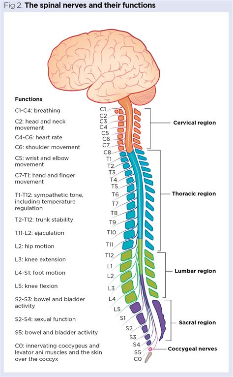 Pelota Equivocado Telegrama Spinal Cord Nerves Anatomy De Verdad Ya Que