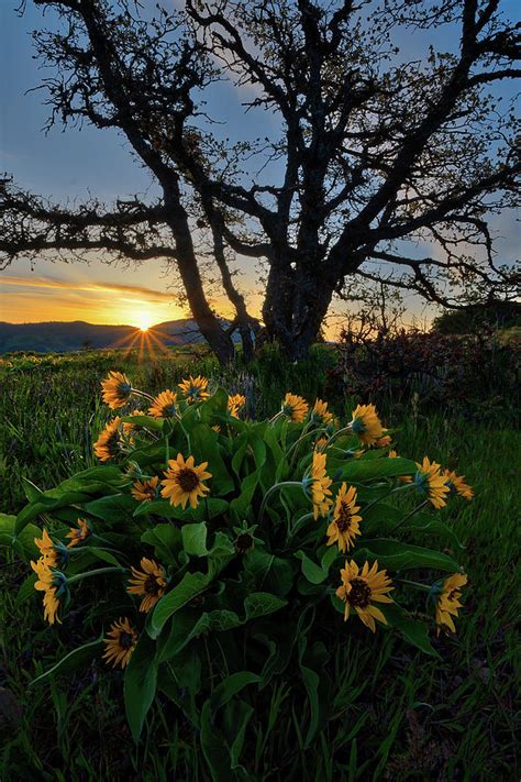 Rowena Sunrise Photograph By Dave Horton Fine Art America