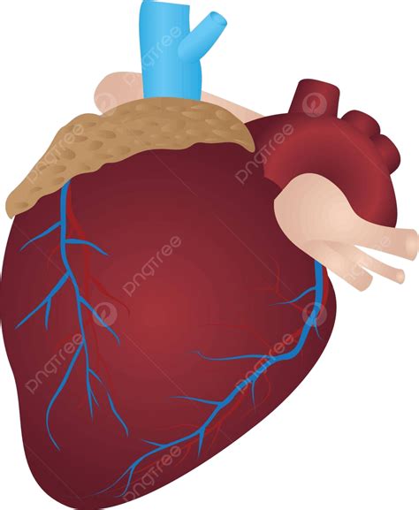 Human Heart Drawing Cardiology Vector Vector Drawing Cardiology