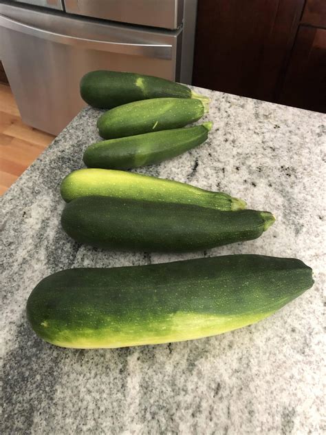 Jul 20, 2011 · once u go to can jars make sure u got one inch head space and when the water is at a good boil try canning for only 25 minutes. Some of this years' zucchini harvest : gardening