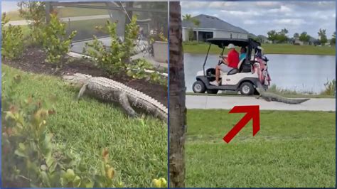 Video Alligator Chases Golf Cart In Florida