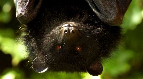 They're hard, bitter, and unpleasant. The black fruit bats of Comoros - Maheli marine park ...