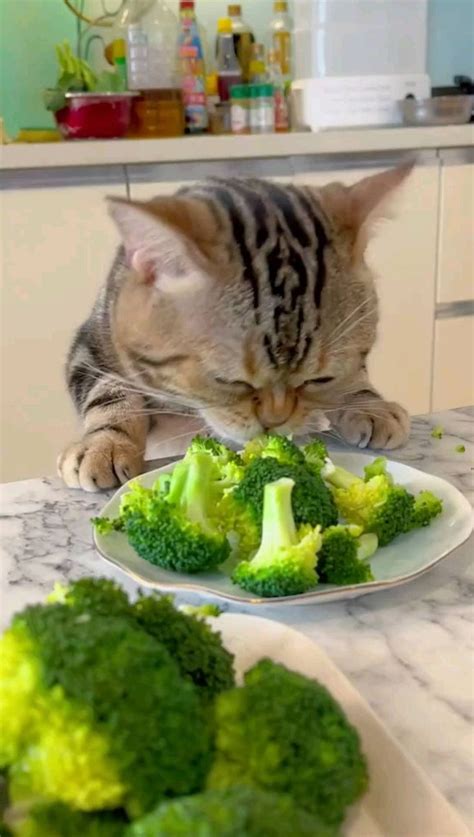 A Cat Sitting At A Table Eating Broccoli From A Plate On The Counter