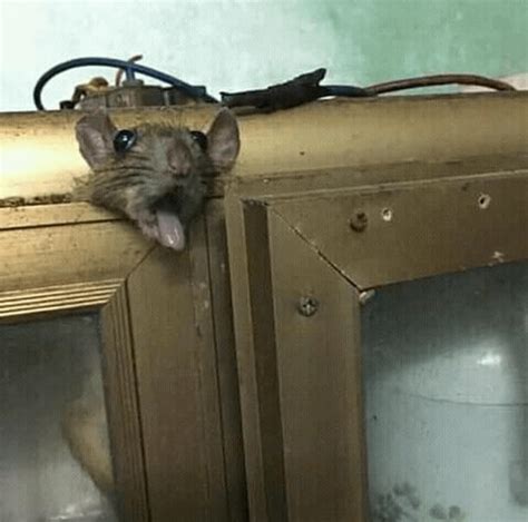 Cursed Rat Rcursedimages