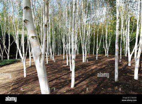 White Birch Trees Garden Of Himalayan Birch Uk Stock Photo Alamy