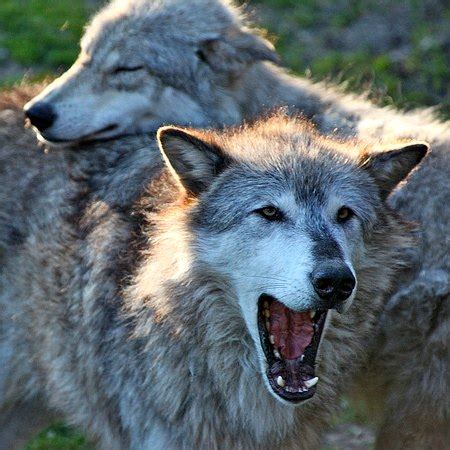 Перевод песни wolves — рейтинг: Does Alaska see wolves as vital species or vermin