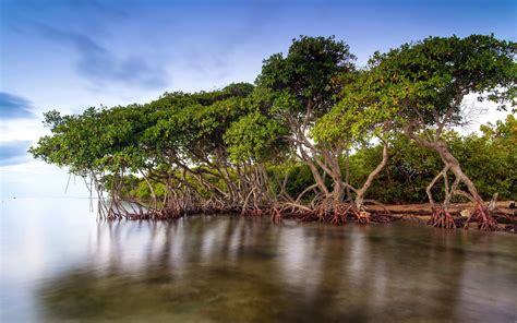 Mangroves Of Florida
