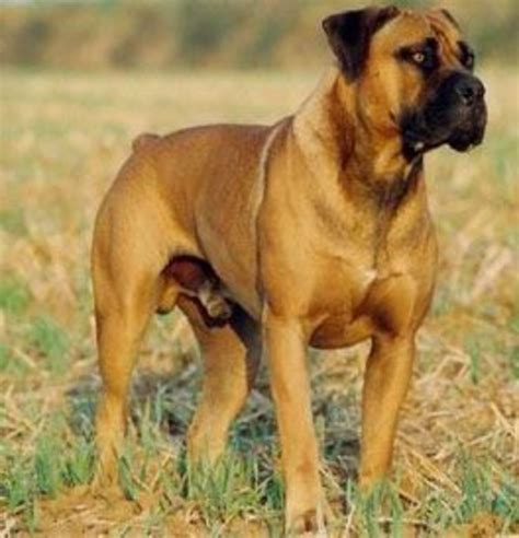 Top 10 Largest Dog Breeds Pethelpful Images And Photos Finder