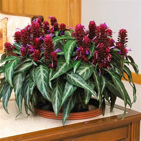 24 Flowering Plants That Can Grow Indoors House Plants Indoor