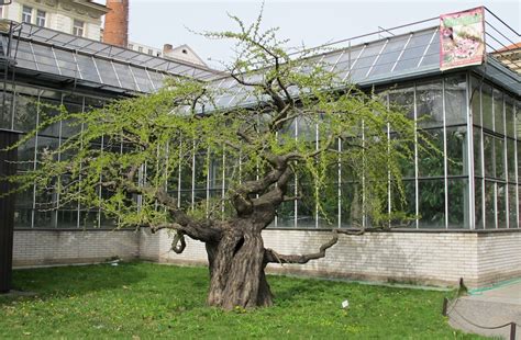 Czech Out The Charles University Botanical Garden Tres Bohemes