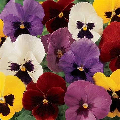 Pansy Blotch Mixed Pohlmans The Plant People Phone 07 5462 0477