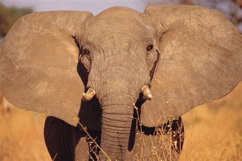 How An Elephants Ears Help Control Its Temperature Animals Momme