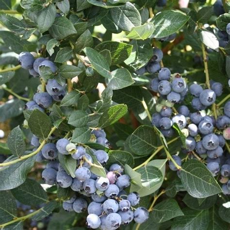 Alapaha Rabbiteye Blueberry Bush Medium Size Fruit Dark Blue Color