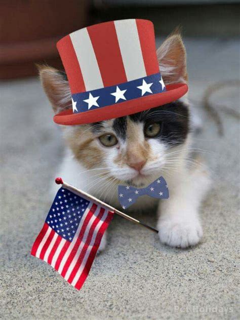 57 Best Images About Catspatriotic On Pinterest Patriots Cats And
