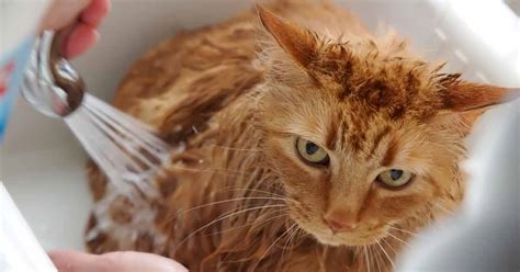 Well, you could if you wanted to, but it's bad for your cat. How to Bathe a Cat | Why Certain Cats Need Regular Baths