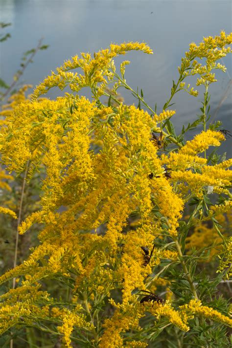 Goldenrod Photograph Louis Dallara Photography