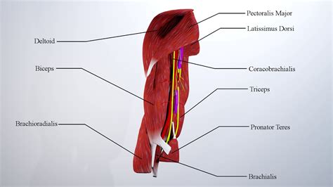 Upper Arm Muscles Annotated Youtube