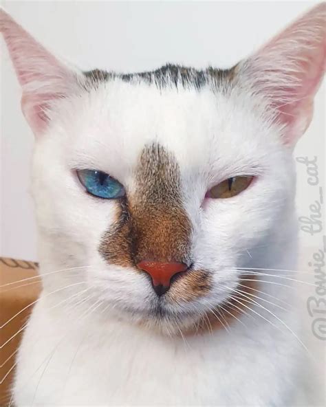 Meet Bowie The Coolest Rescue Kitty With Different Colored Eyes Daily Viral