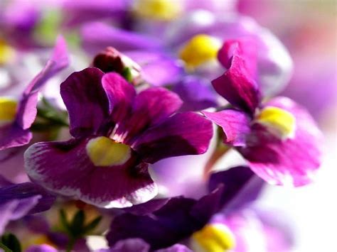 Best Beautiful Uncommon Flower Photographs