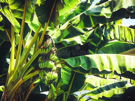 Bananas Tree In Gardenfruits With Protein And Vitamins Stock Photo