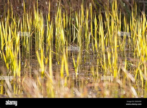 Reed Bed Texture Hi Res Stock Photography And Images Alamy