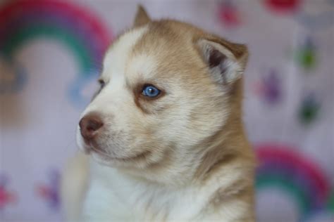 #siberian #husky anna is available for #adoption in #florida from our #dogrescue. Siberian Husky Puppies For Sale | Plant City, FL #182664