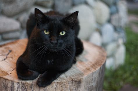 How Natural Light Can Affect The Way Black Cats Look