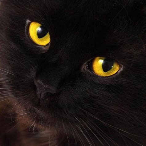 Cat Breeds With Yellow Eyes Pets Lovers